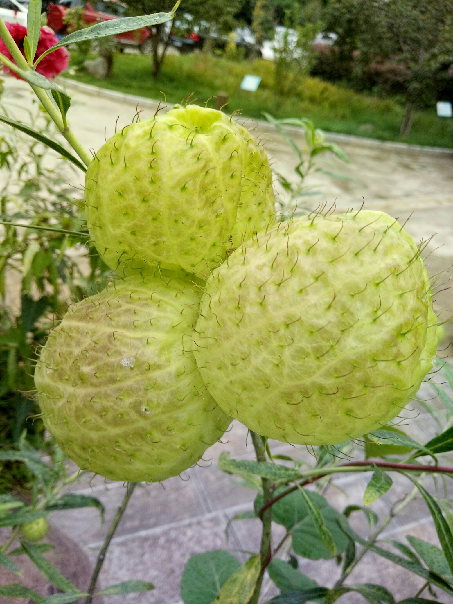 九游老版本下载-涆骼?d螤迩?羿??焳~M?q?a朔??